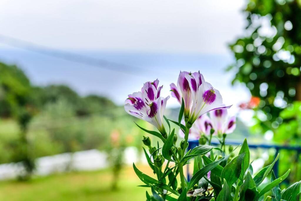 Villa Panorama Lygia  Dış mekan fotoğraf